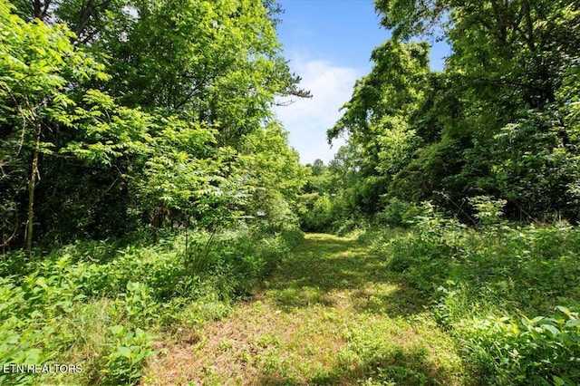 147 Cove Hollow Rd, Lafollette, TN 37766 - view of tree filled area