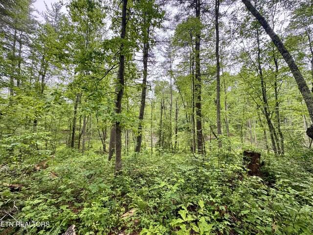 Abe Ln, Lancing, TN 37770 - photo 11