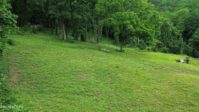550 N 13th St, Lafollette, TN 37766 - view of yard with a forest view