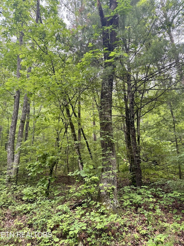 836 Steer Creek Rd, Tellico Plains, TN 37385 - photo 1