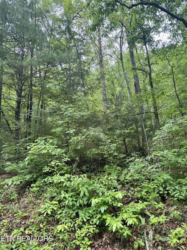 836 Steer Creek Rd, Tellico Plains, TN 37385 - photo 2