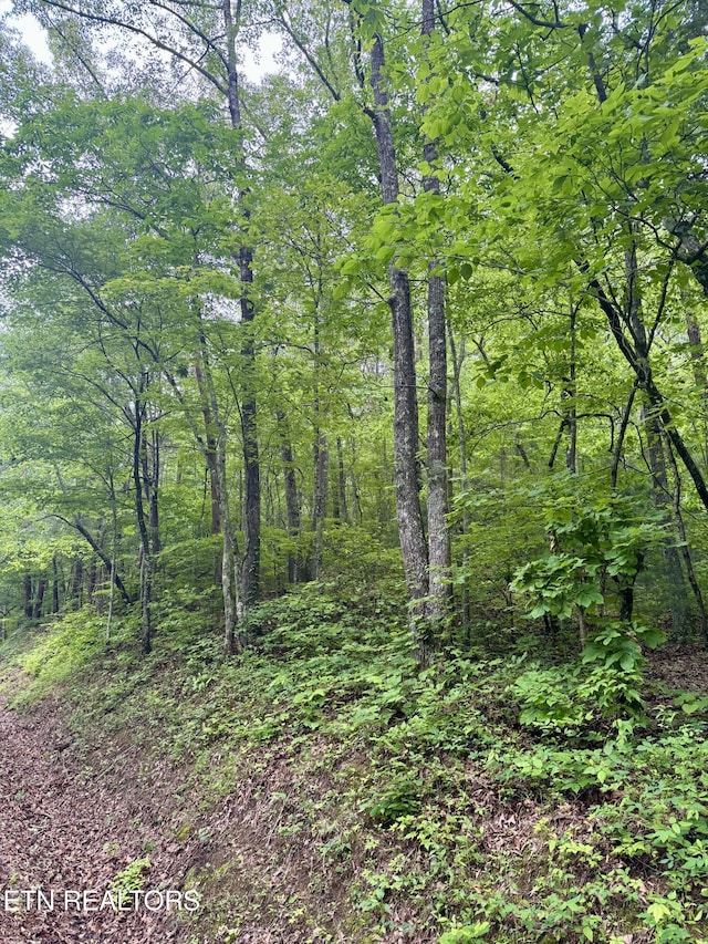 836 Steer Creek Rd, Tellico Plains, TN 37385 - photo 3