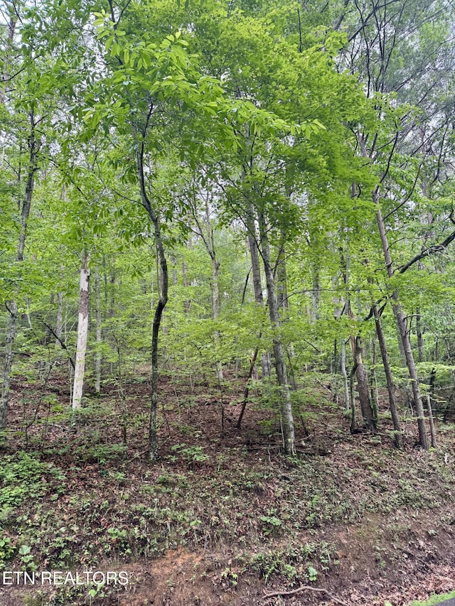836 Steer Creek Rd, Tellico Plains, TN 37385 - photo 4