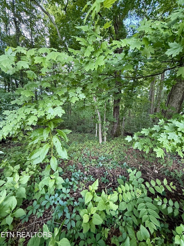 1005 Cooper Rd, Strawberry Plains, TN 37871 - photo 15