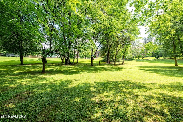109 Willard St, Maryville, TN 37803 - view of green lawn