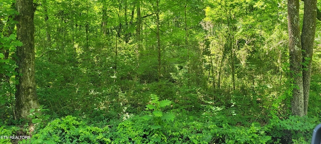 Unicoi Church Rd, Tellico Plains, TN 37385 - photo 4