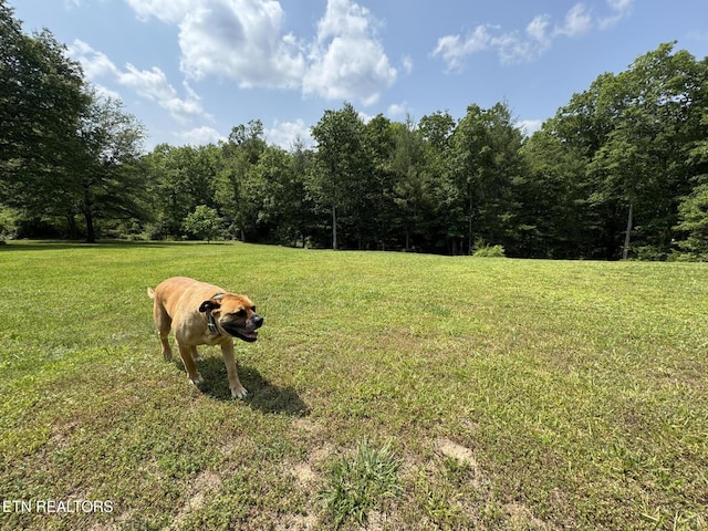 108 Hawn Dr, Crab Orchard, TN 37723 - view of grassy yard featuring a wooded view