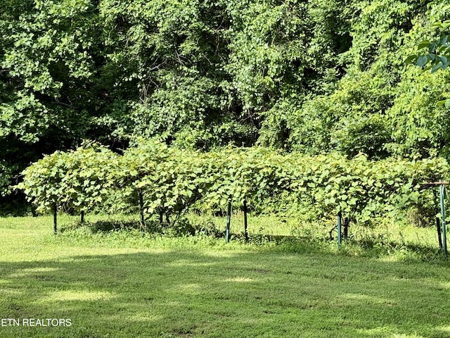 406 Asheville Hwy, Strawberry Plains, TN 37871 - view of local wilderness