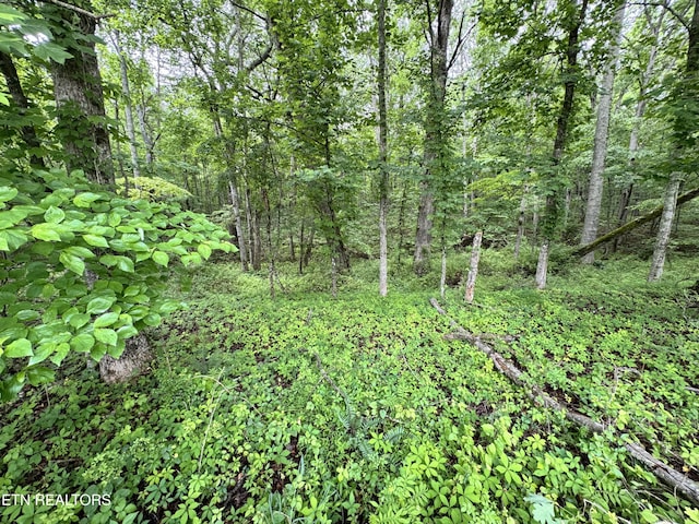 1759 Meister Hills Rd Unit 14.5, Acres, Deer Lodge, TN 37726 - photo 19