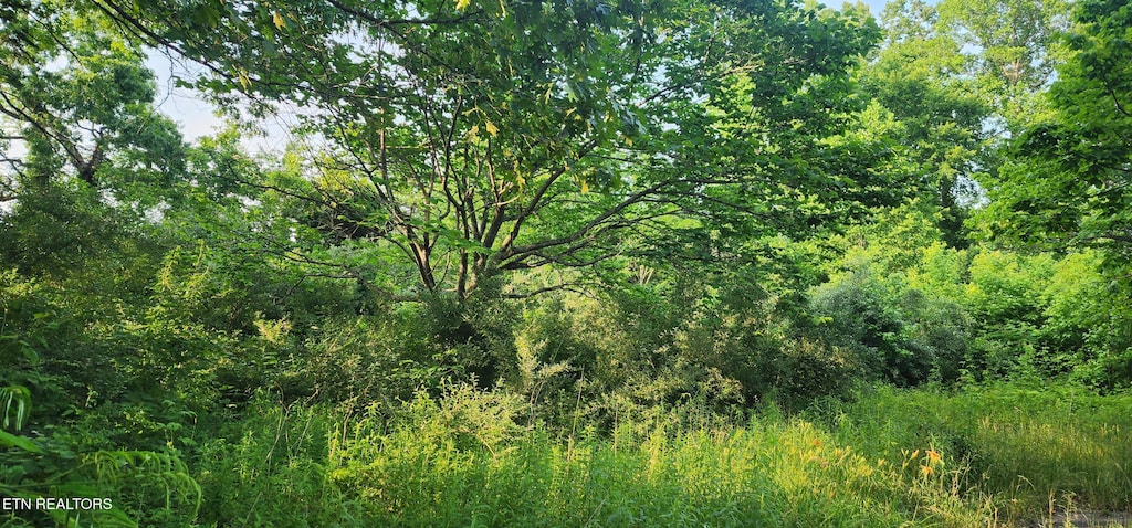 Glass House Rd, Helenwood, TN 37755 - photo 2