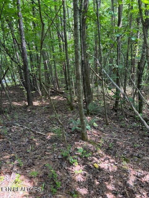 Indigo Bunting Dr, Harriman, TN 37748 - photo 2