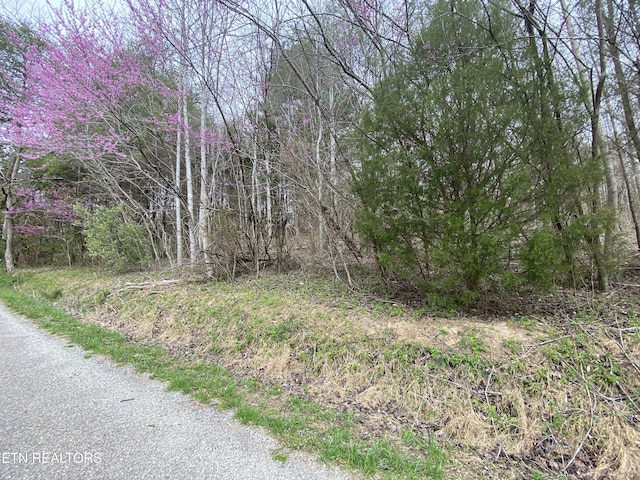 TBD Chestnut Cir, Lafollette, TN 37766 - view of wooded area