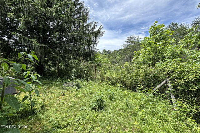 775 Middle Creek Rd, Cosby, TN 37722 - view of woods