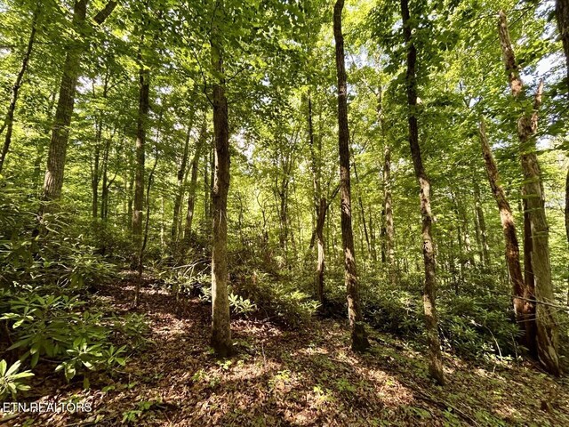 000 Grand Country Dr, Cosby, TN 37722 - photo 3