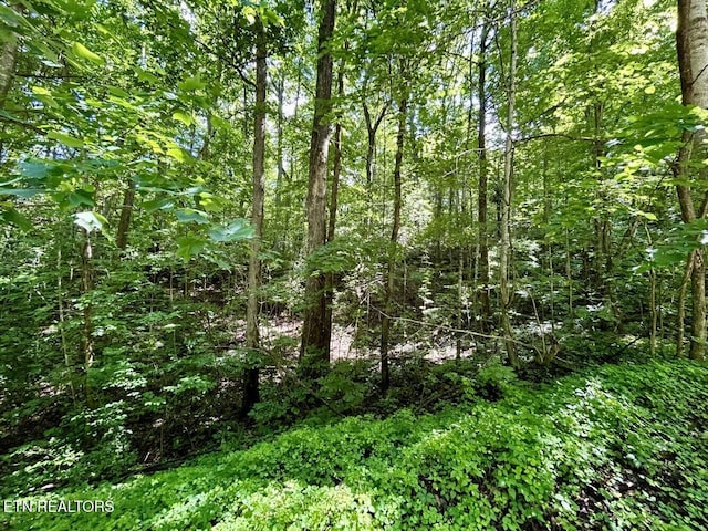 000 Grand Country Dr, Cosby, TN 37722 - photo 4
