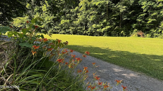 609 Lane Hollow Rd, Sevierville, TN 37876 - view of grassy yard
