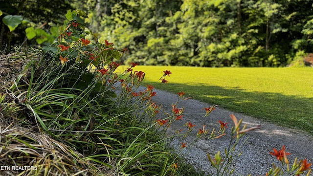 609 Lane Hollow Rd, Sevierville, TN 37876 - view of grassy yard