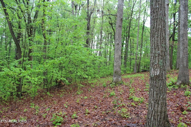 108 Laurel Dr, Jamestown, TN 38556 - view of woods