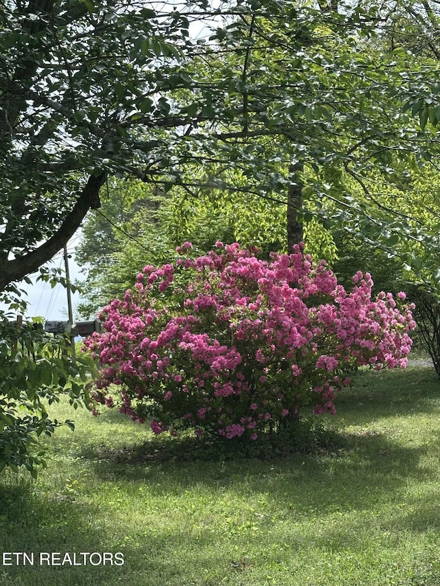 205 County Road 652, Athens, TN 37303 - view of yard