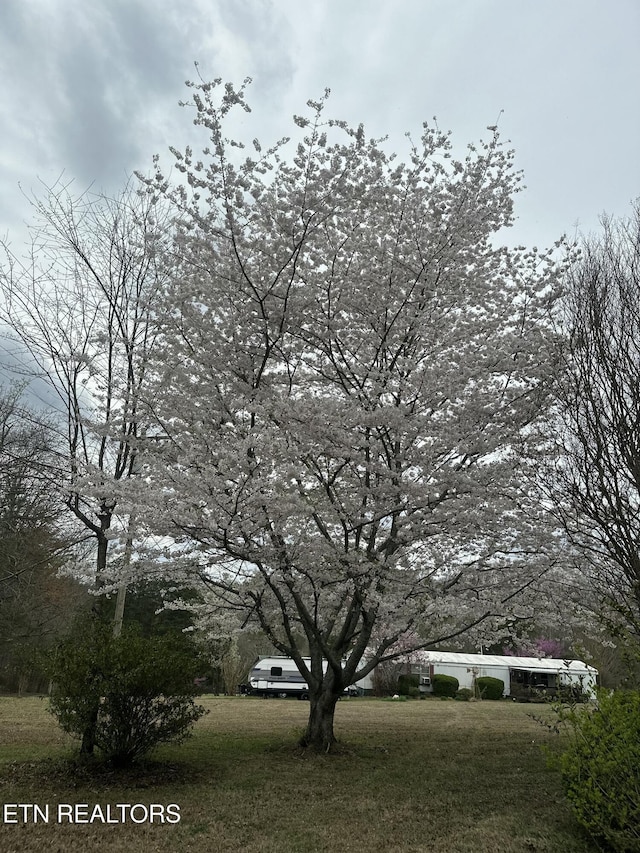 205 County Road 652, Athens, TN 37303 - view of green lawn