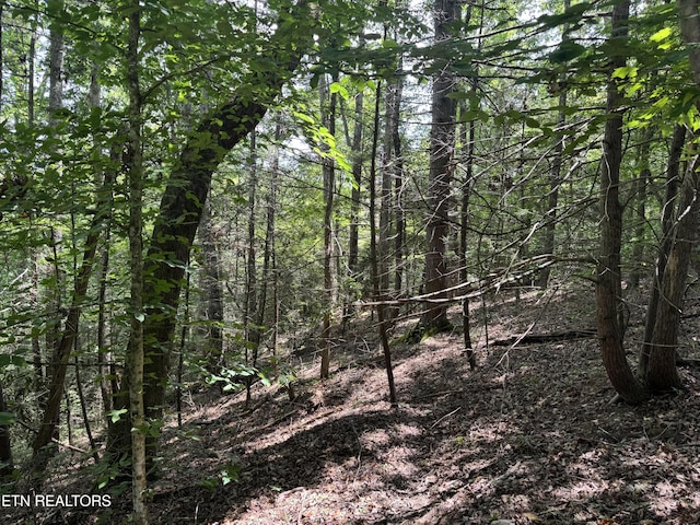 Cove Hollow Rd, Cosby, TN 37722