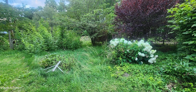 229 Obis Bowling Rd, Robbins, TN 37852 - view of woods