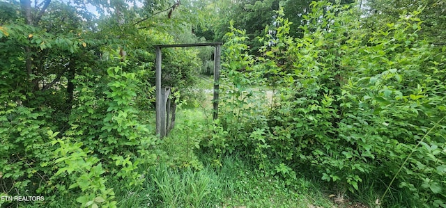 229 Obis Bowling Rd, Robbins, TN 37852 - view of local wilderness
