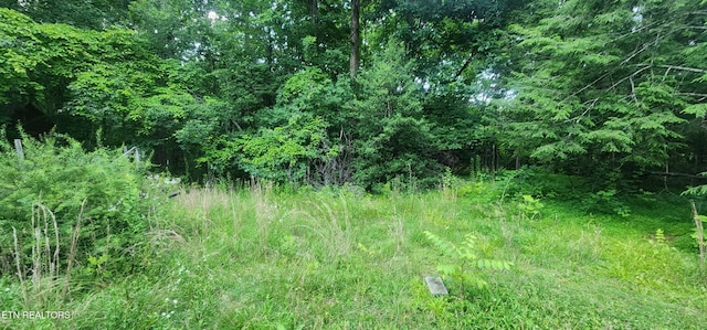 229 Obis Bowling Rd, Robbins, TN 37852 - view of wooded area
