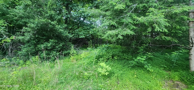 229 Obis Bowling Rd, Robbins, TN 37852 - view of local wilderness