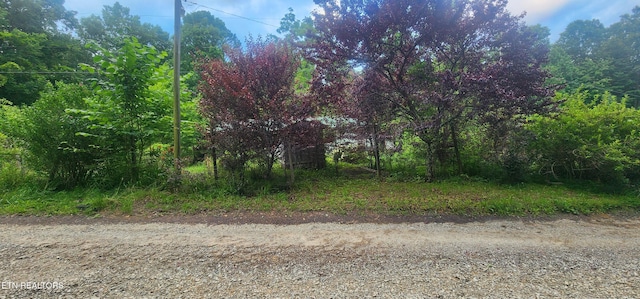 229 Obis Bowling Rd, Robbins, TN 37852 - view of undeveloped land