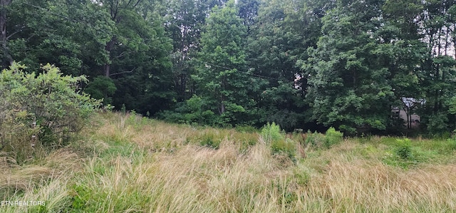 229 Obis Bowling Rd, Robbins, TN 37852 - view of tree filled area