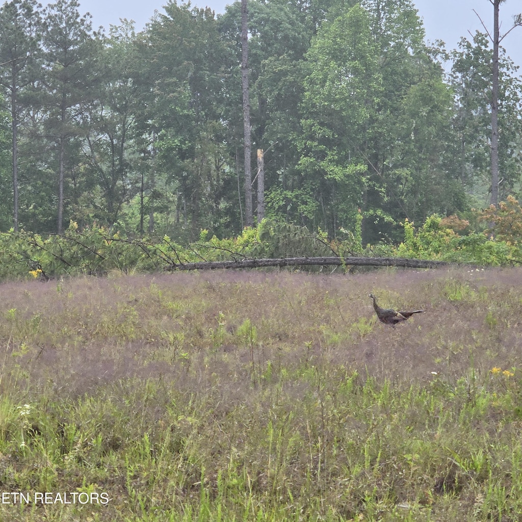 6.68AC W Robbins Rd, Robbins, TN 37852