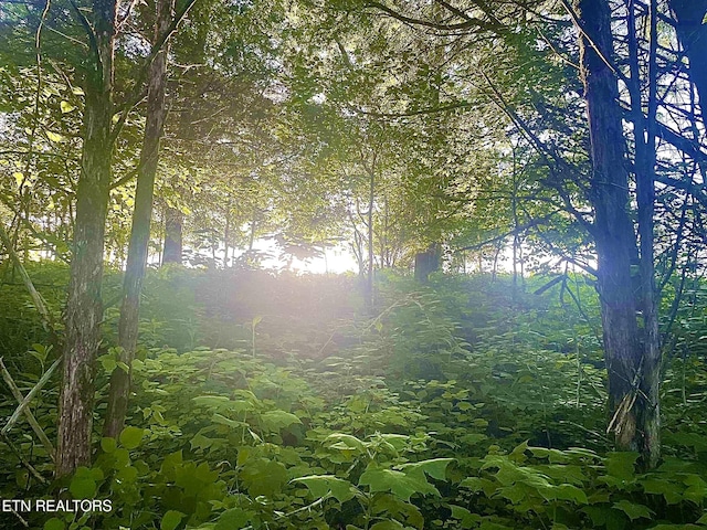 163 Ridge Rd, Sharps Chapel, TN 37866 - view of local wilderness
