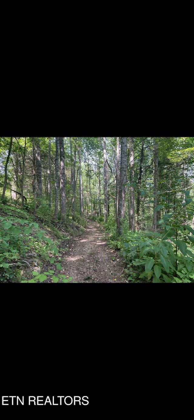 163 Ridge Rd, Sharps Chapel, TN 37866 - view of undeveloped land