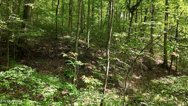 LOT13/14 Clifton Cemetery Rd, Spring City, TN 37381 - photo 7
