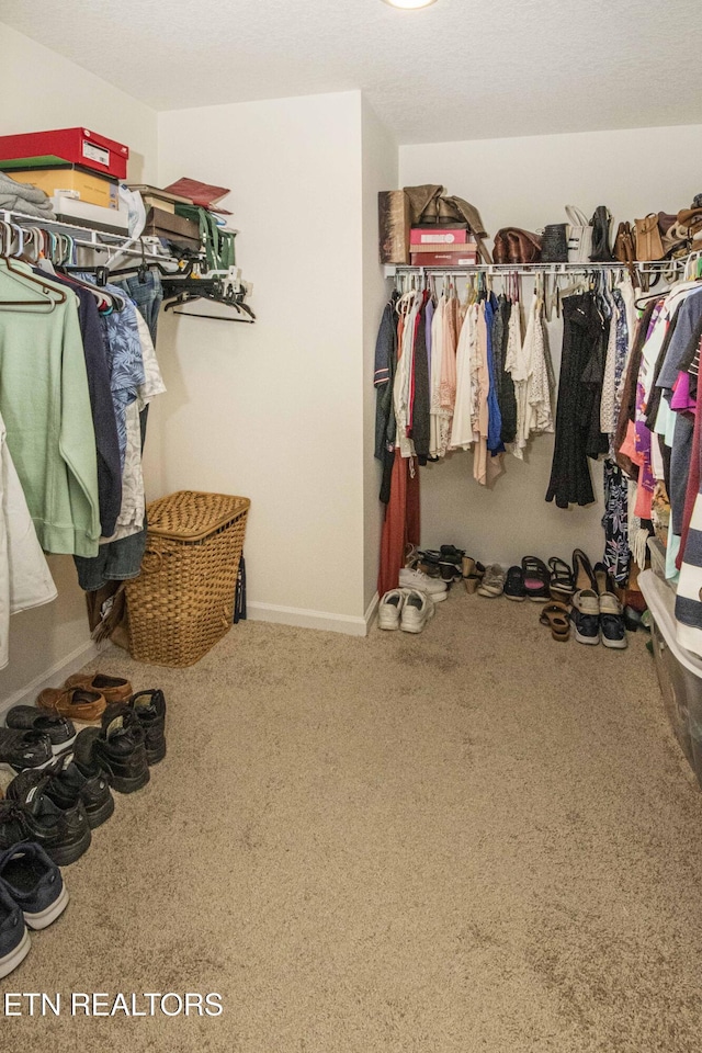 7408 Game Bird St, Corryton, TN 37721 - spacious closet with carpet