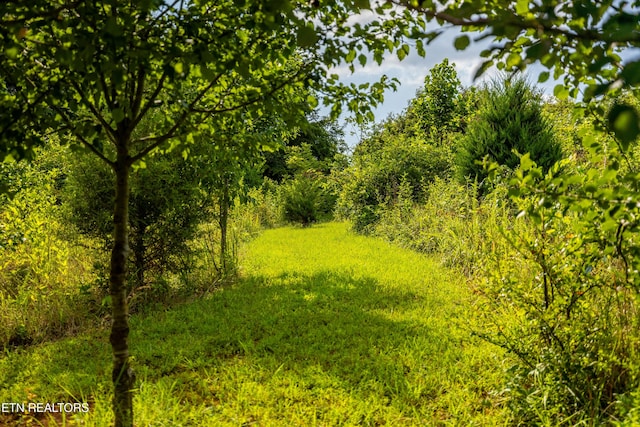 816 Thorn Grove Pike, Strawberry Plains, TN 37871 - view of local wilderness
