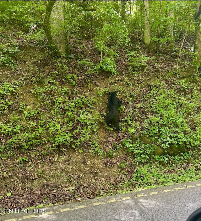 706 Skyline Dr, Gatlinburg, TN 37738 - photo 15