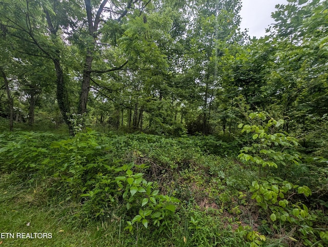 Mt Helen Rd, Allardt, TN 38504 - photo 14