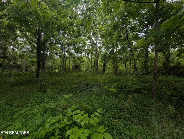 Mt Helen Rd, Allardt, TN 38504 - photo 15