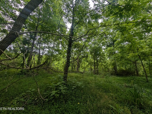 Mt Helen Rd, Allardt, TN 38504 - photo 18