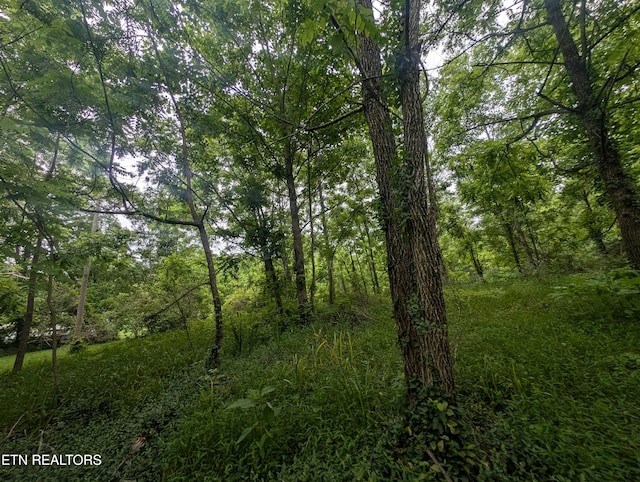 Mt Helen Rd, Allardt, TN 38504 - photo 19