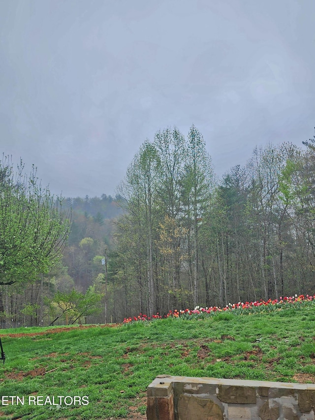 805 Punkton Rd, Del Rio, TN 37727 - view of yard featuring a view of trees