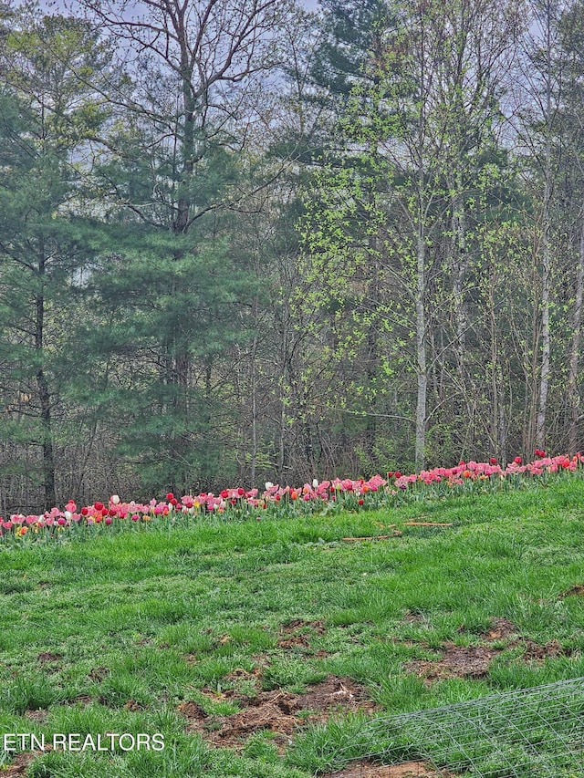 805 Punkton Rd, Del Rio, TN 37727 - view of yard featuring a wooded view