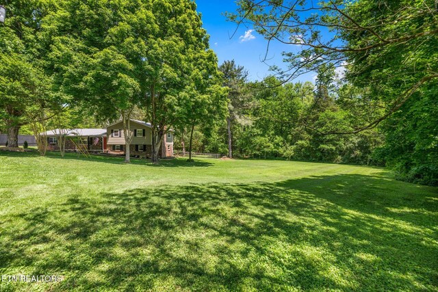 313 Hardwicke Dr, Knoxville, TN 37923 - view of green lawn