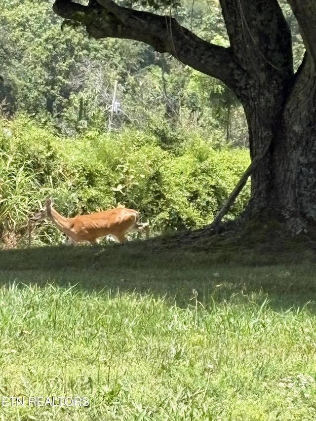 1370 Raven Hill Rd, Tazewell, TN 37879 - view of nature