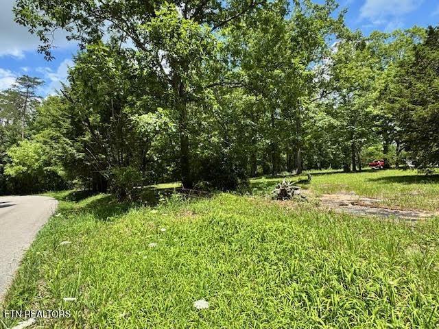 1101 Franklin Loop, Clarkrange, TN 38553 - view of yard with a view of trees