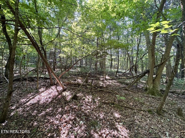 456 Geisler Rd, Piney Flats, TN 37686 - photo 6