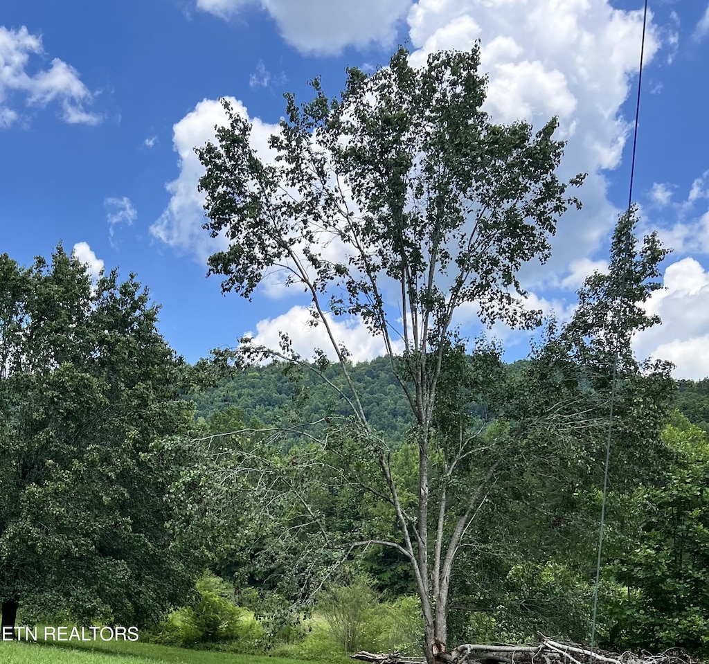 Wooldridge Rd, Jellico, TN 37762 - photo 4