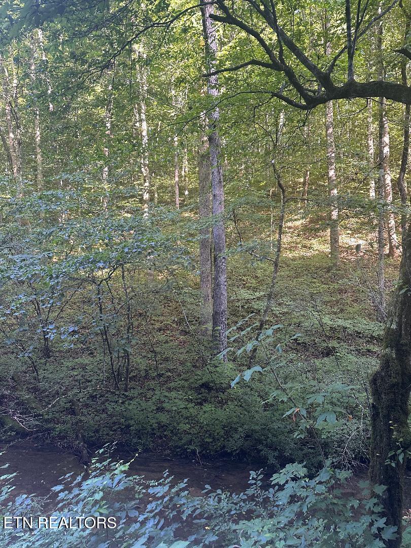 Lonesome Vally Rd, Tazewell, TN 37879 - photo 1
